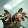 PHALAENOPSIS PYLO'S DECORATED CANARY